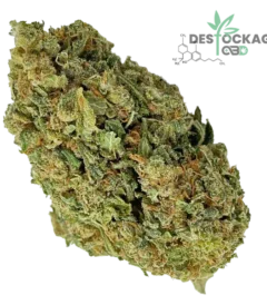 Accueil 35 CBD Jack Herer