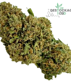 Accueil 39 Gelato CBD