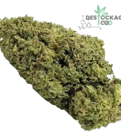 Accueil 41 cbd pas cher